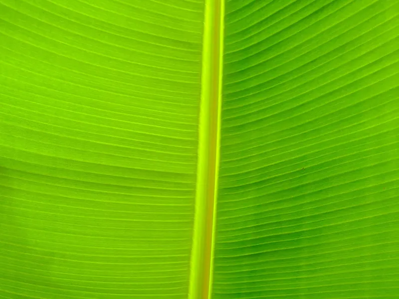 Green Surfaces