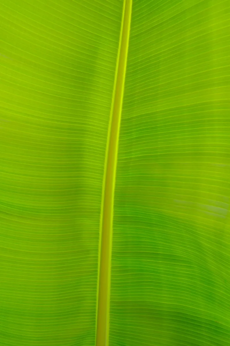 Central Axis, Green Surfaces 2024