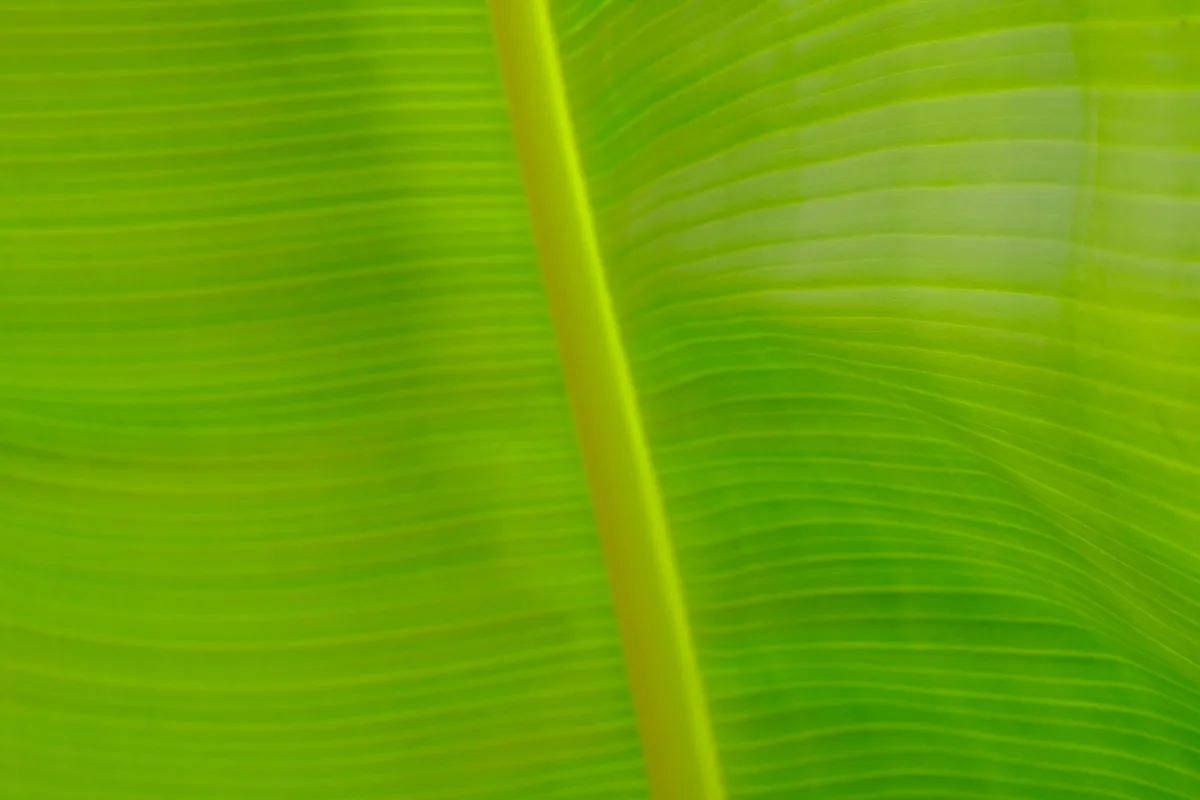 Diffuse Surface, Green Surfaces 2024