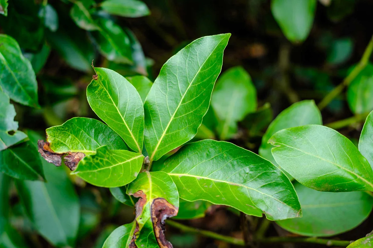 Leaf Structure, Green Surfaces 2024