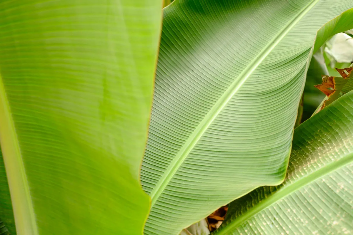 Leaf Surface, Green Surfaces 2024
