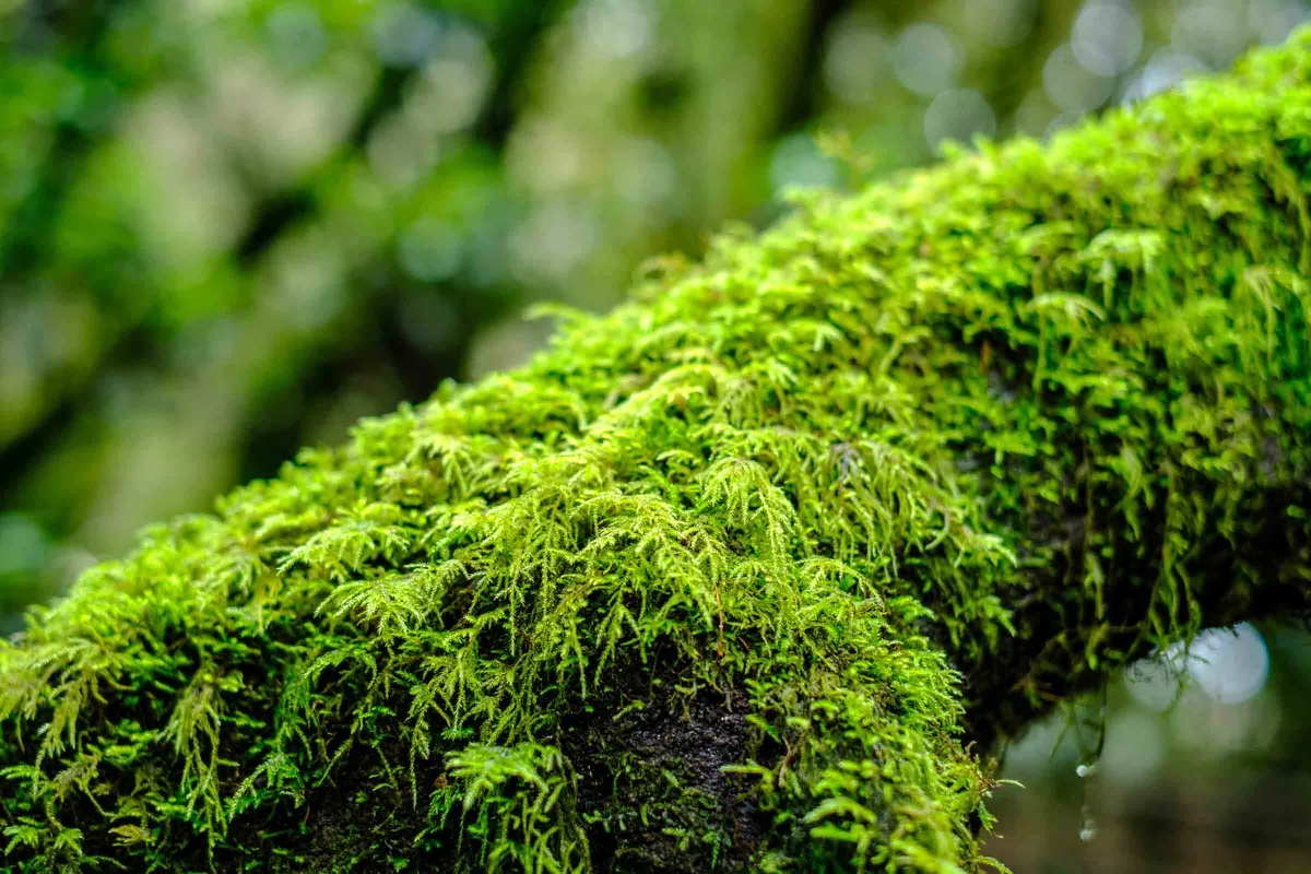 Moss on Wood, Green Surfaces 2024