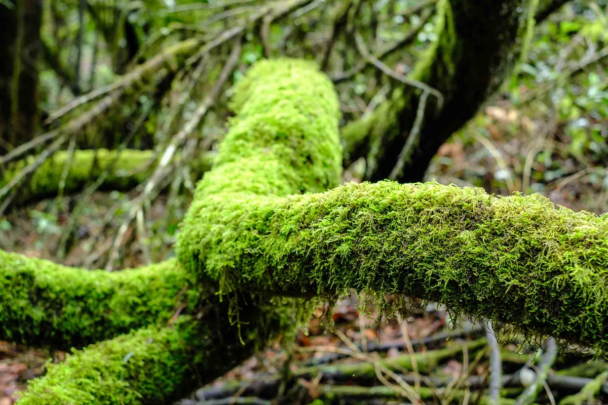 Organic Surface, Green Surfaces 2024