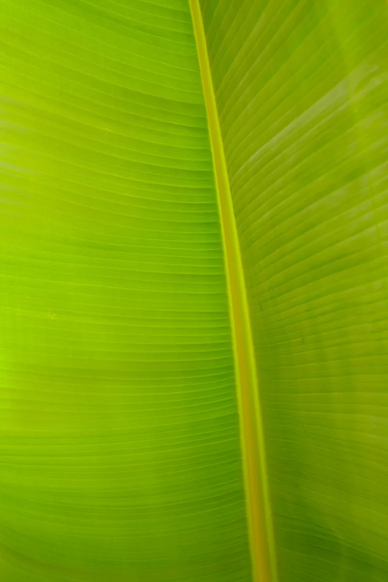 Soft Shift, Green Surfaces 2024