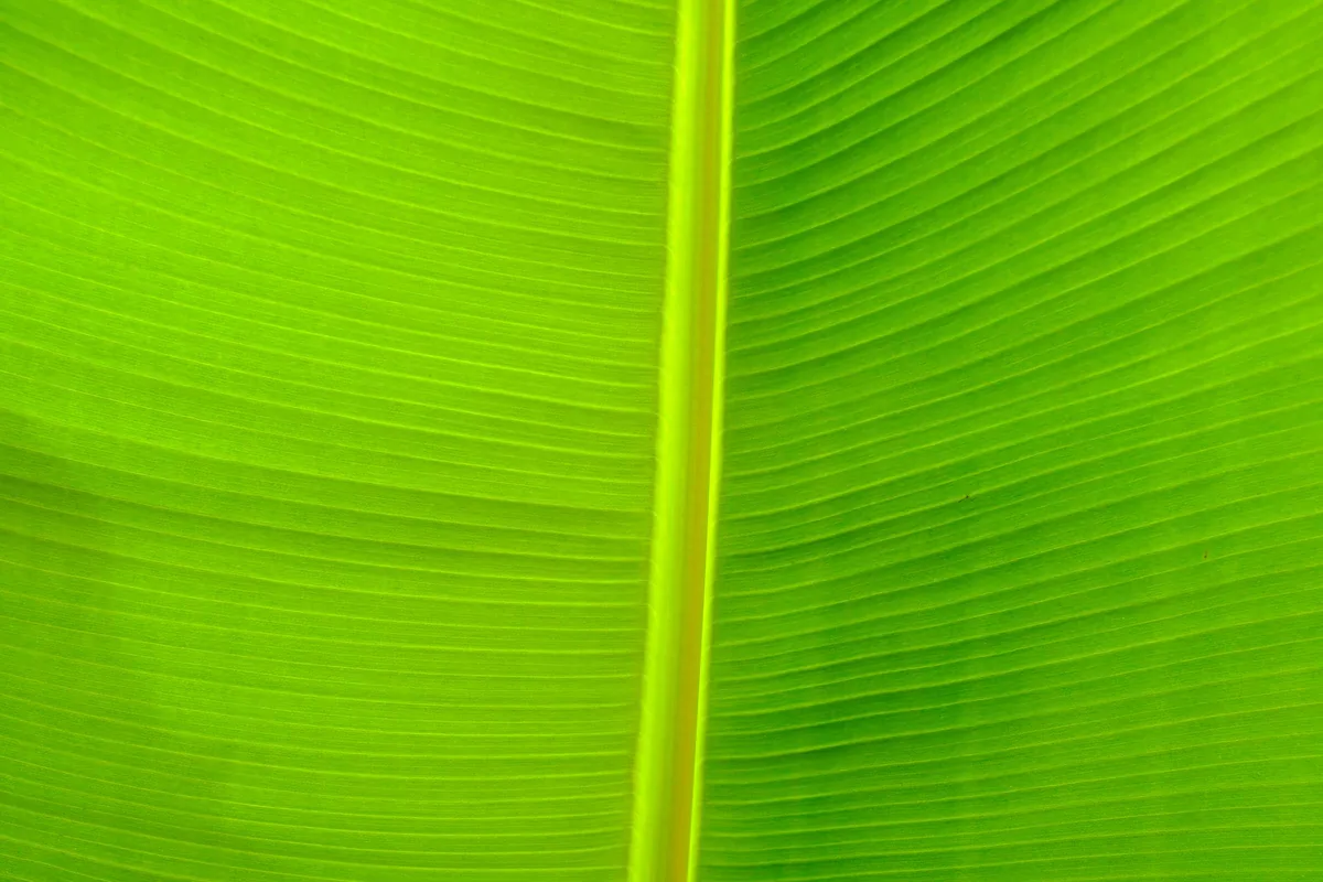 Vertical Tension, Green Surfaces 2024