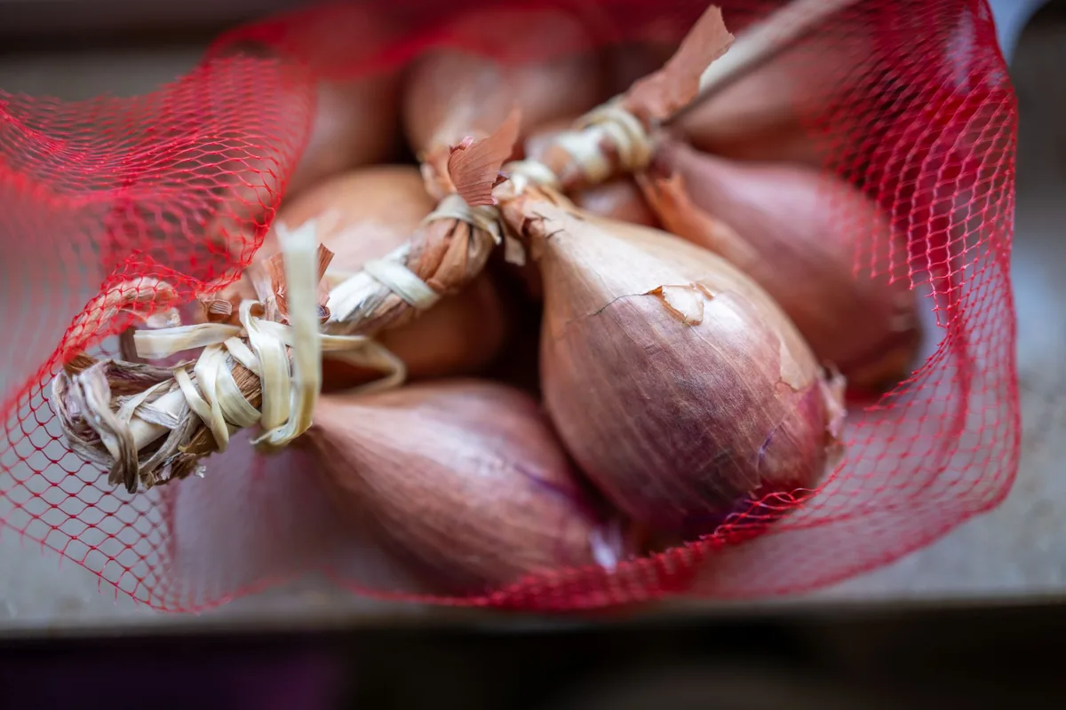 Caught I (Shallots), Kitchen Studies 2026