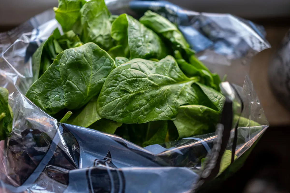 Contained I (Spinach), Kitchen Studies 2026