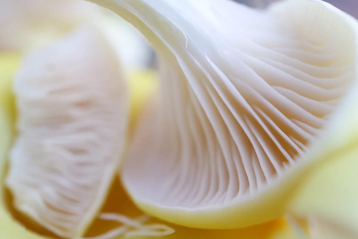 Magic Mushroom I, Perception 2020