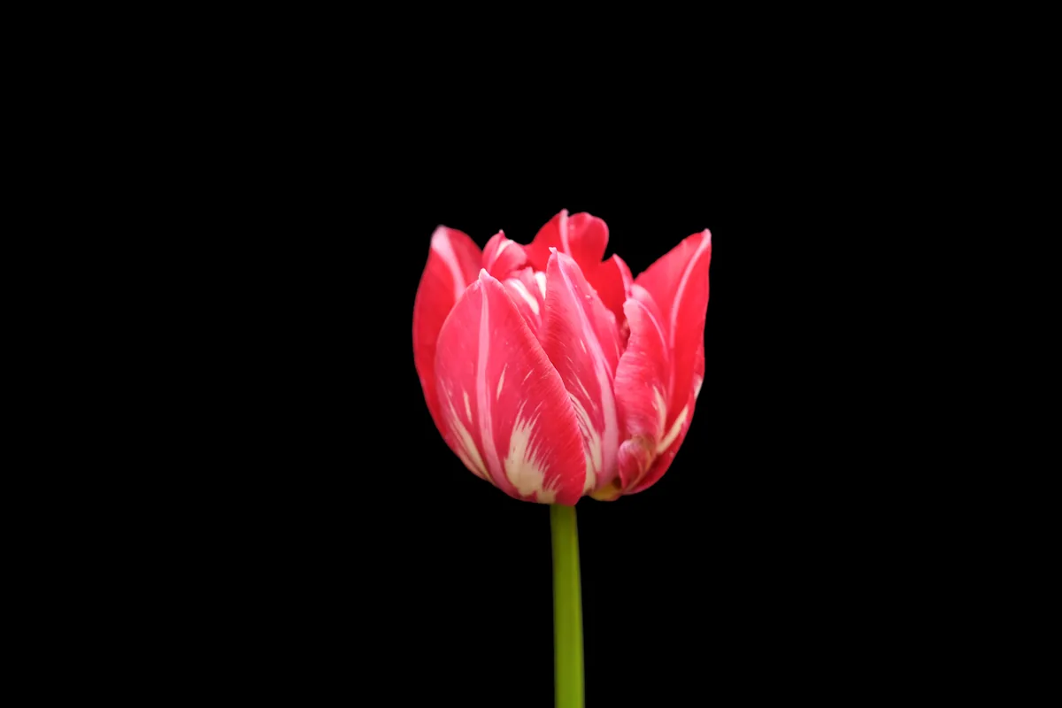 Closed Tulip, Tulips 2021