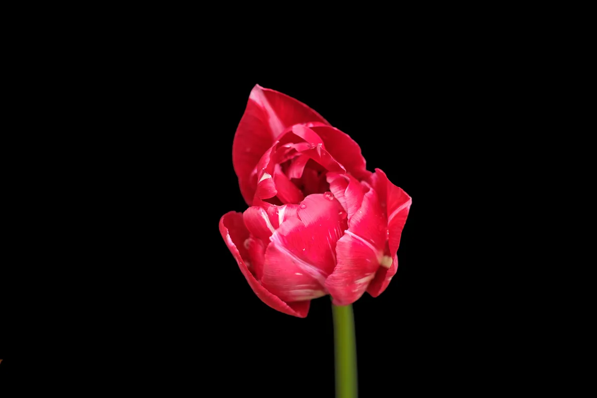 Dense Tulip Form, Tulips 2021