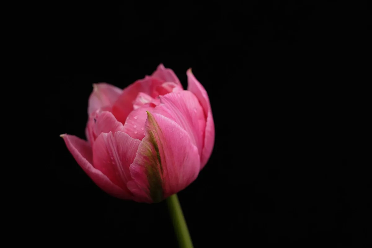 Half Opened Tulip, Tulips 2021
