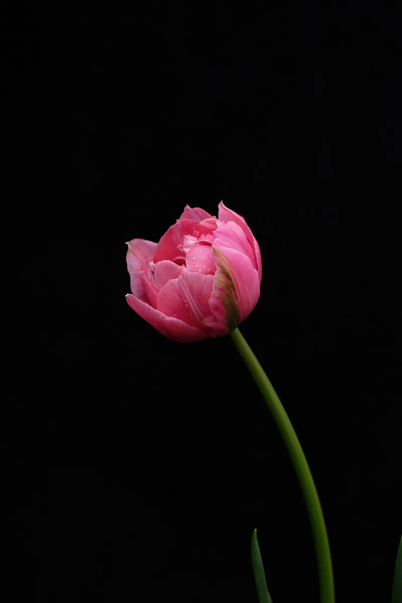 Leaning Tulip, Tulips 2021