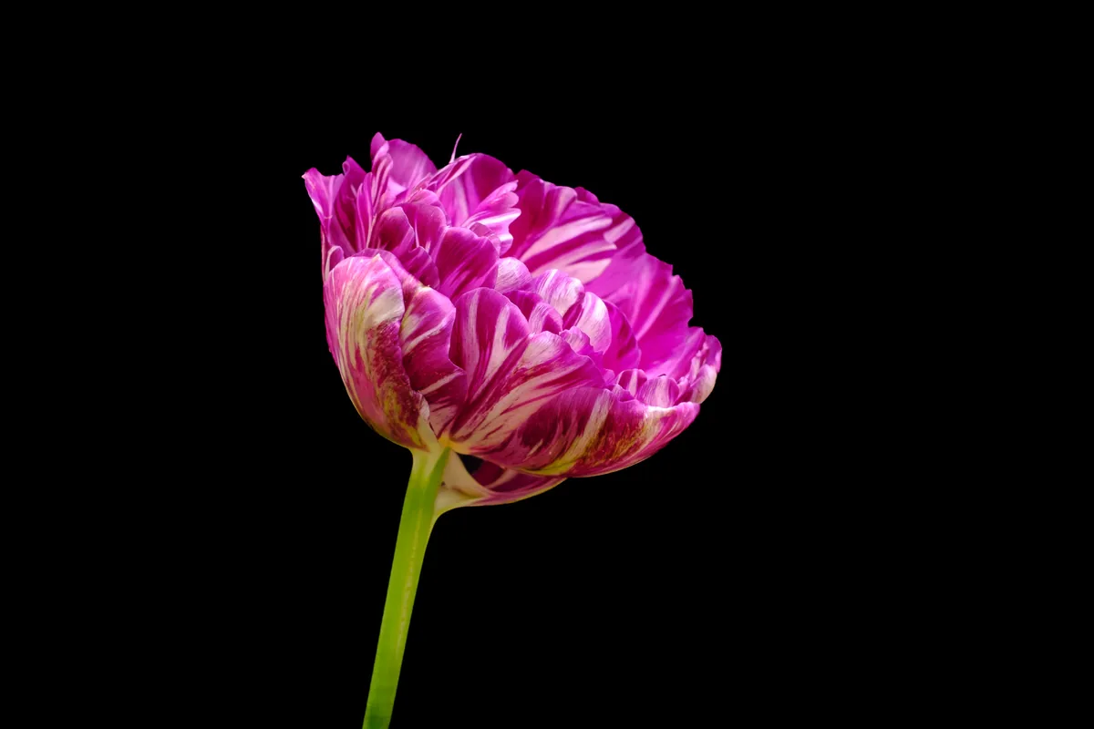 Opening Tulip, Tulips 2021