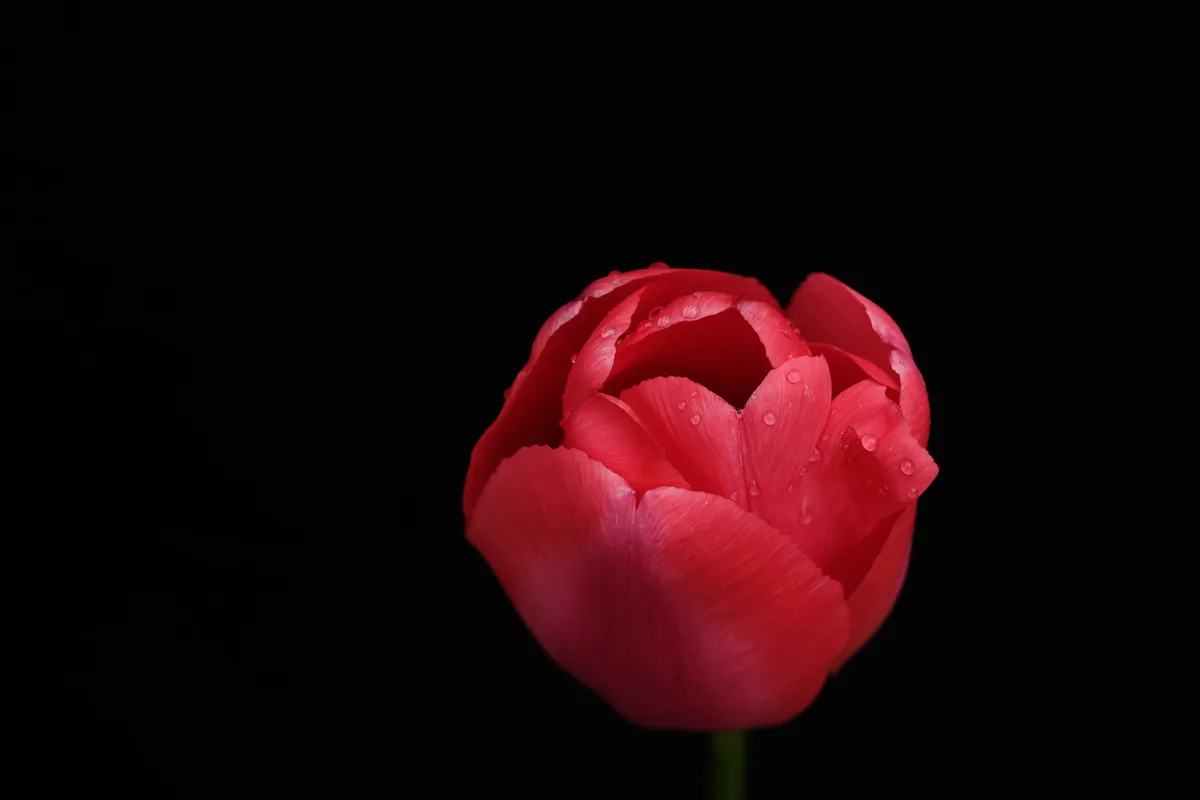 Red Tulip with Markings, Tulips 2021