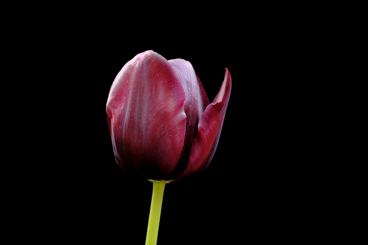Tulip between Tension and Stillness, Tulips 2021