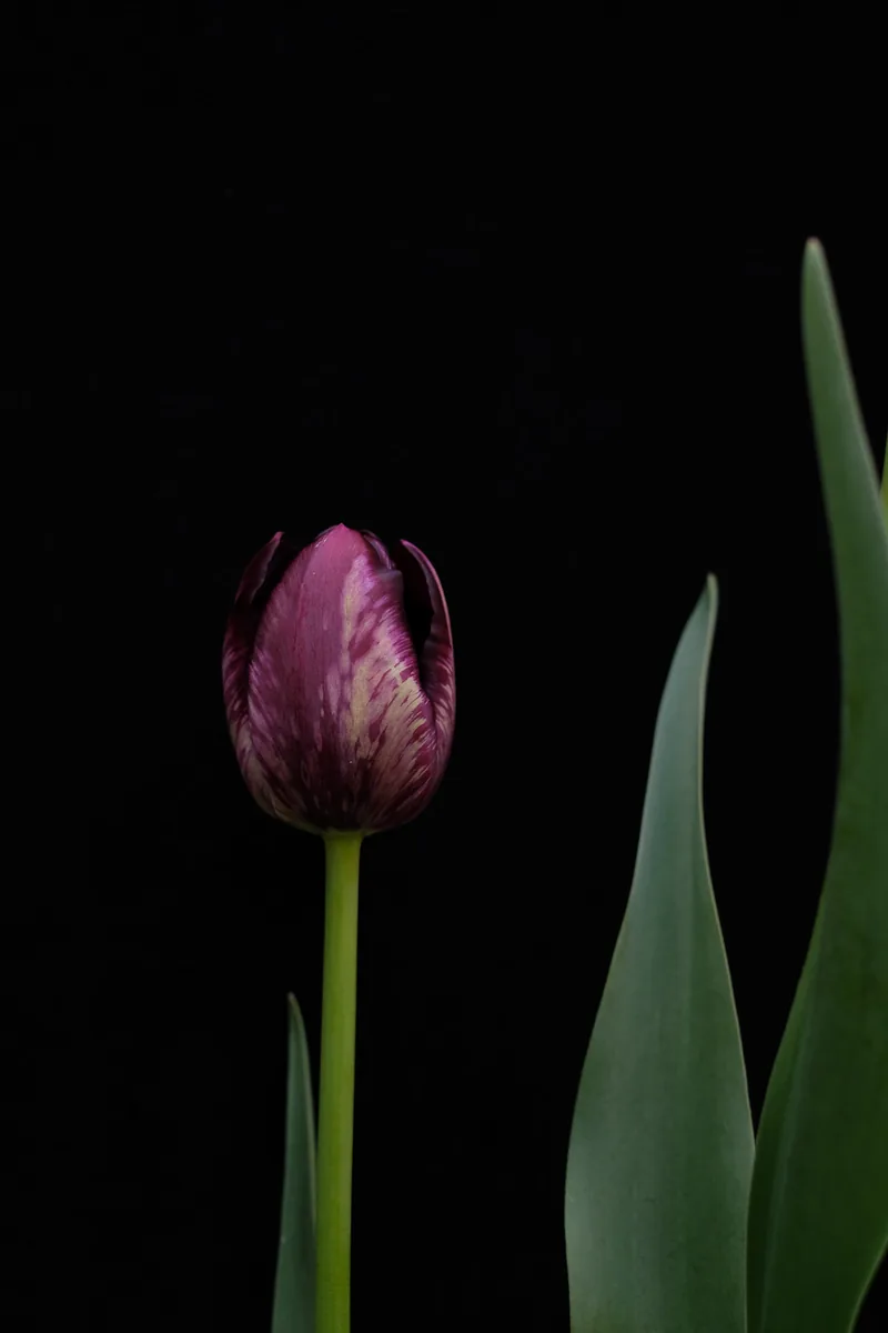 Tulip Bud, Tulips 2021