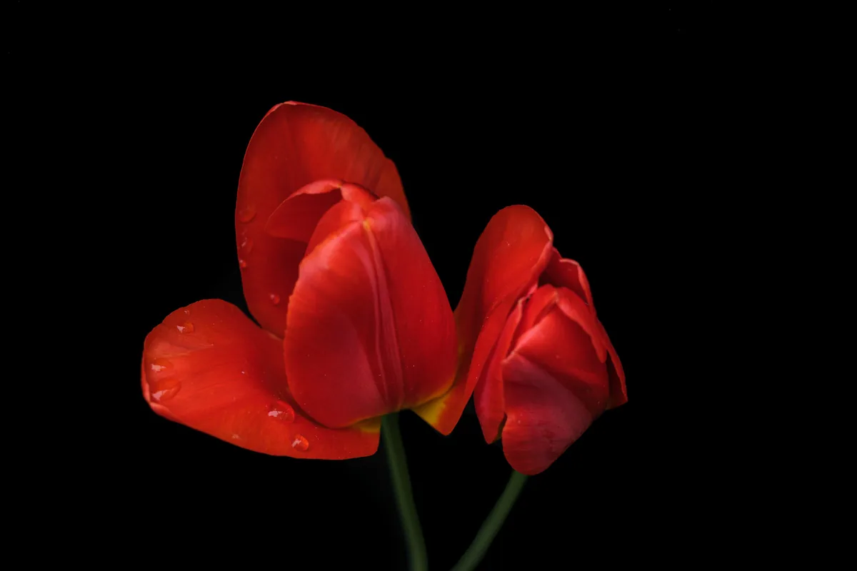 Tulip Opening, Tulips 2021
