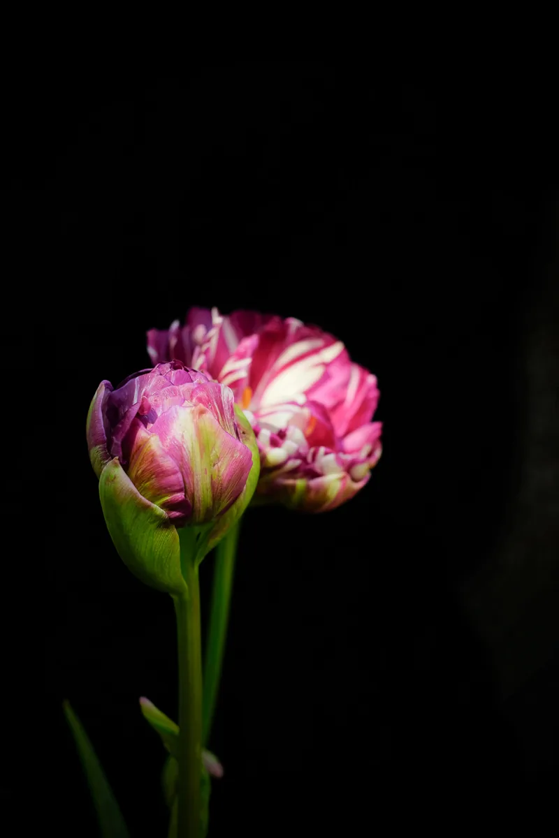 Two Tulip Buds, Tulips 2021