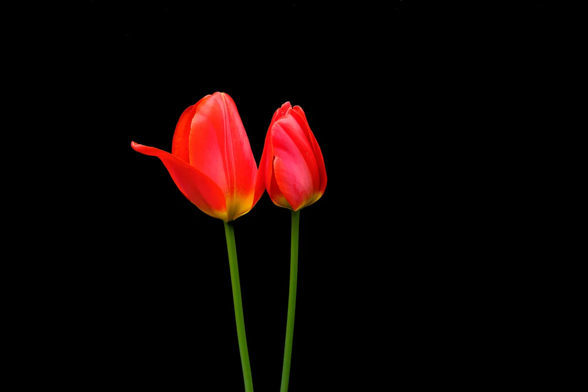 Two Tulips, Tulips 2021
