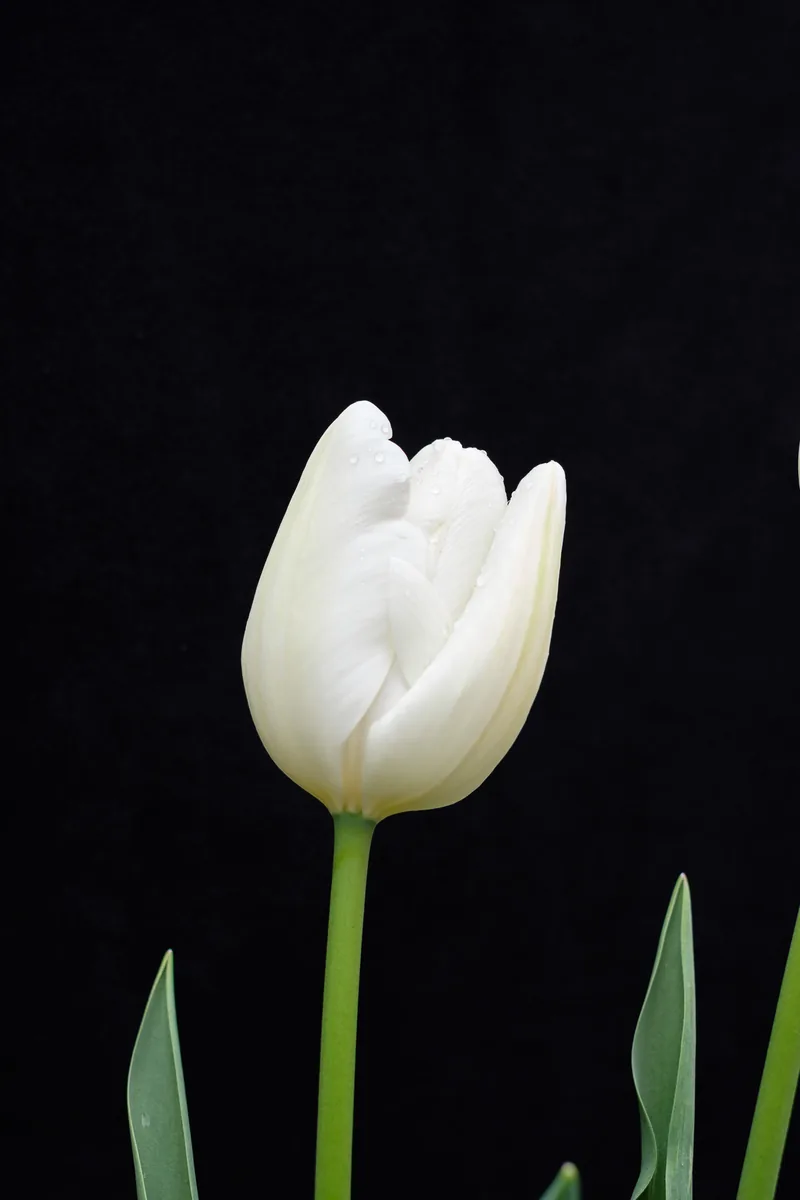 White Tulip, Tulips 2021